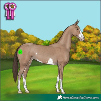 Horse Color:Classic Champagne 