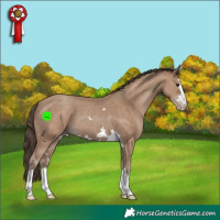 Horse Color:Classic Champagne
