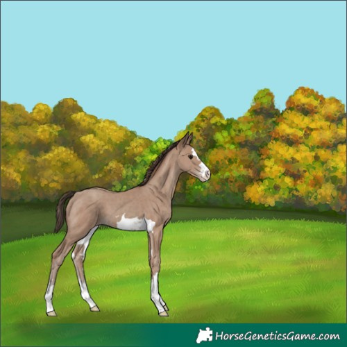 Horse Color:Classic Champagne 