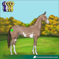 Horse Color:Classic Champagne 