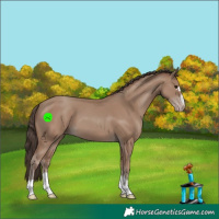 Horse Color:Classic Champagne