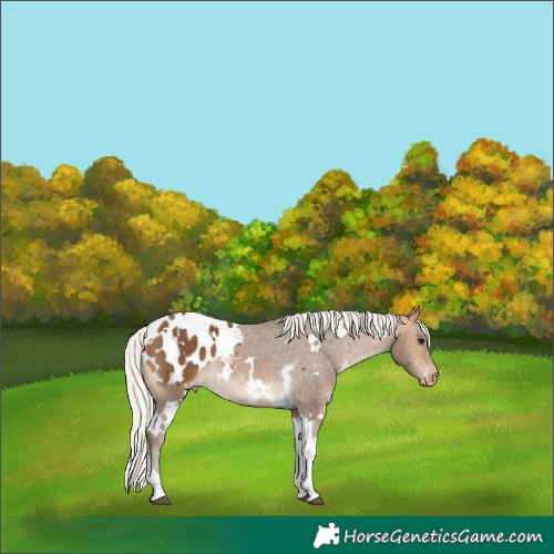 Horse Color:White Spotted Silver Buckskin Tobiano Blanket 