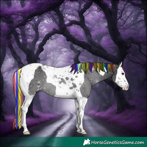 Horse Color:Painted Black Mushroom Splash Tobiano Appaloosa Rabicano 