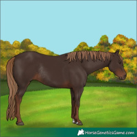 Horse Color:Liver Chestnut Rabicano 