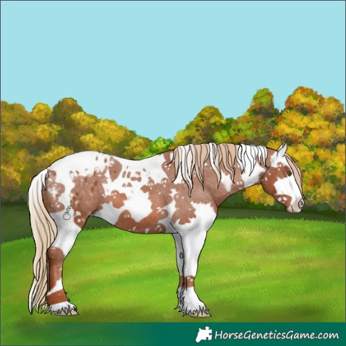 Horse Color:Chestnut Splash Tobiano Appaloosa 