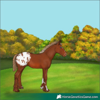 Horse Color:Chestnut Splash Tobiano Appaloosa 