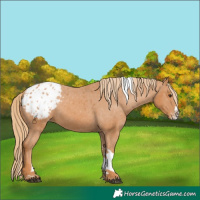 Horse Color:Chestnut Splash Tobiano Appaloosa 