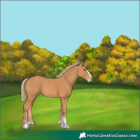Horse Color:Chestnut Splash Tobiano 