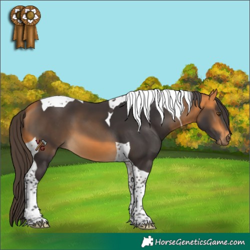Horse Color:Buckskin Tobiano