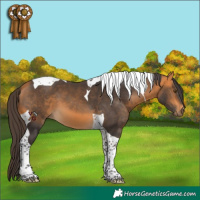 Horse Color:Buckskin Tobiano