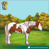 Horse Color:Chestnut Splash Tobiano
