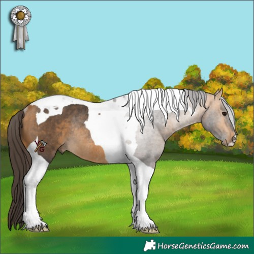 Horse Color:Buckskin Tobiano Rabicano 