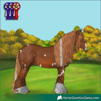 Horse Color:White Spotted Chestnut Splash Tobiano