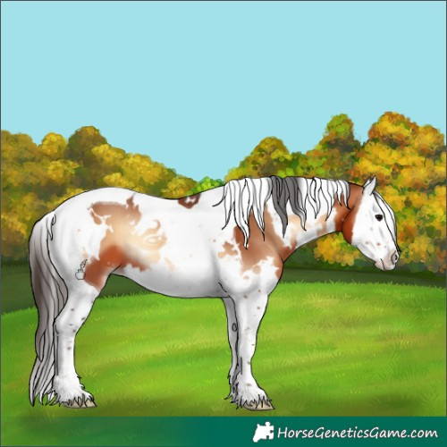 Horse Color:White Spotted Bay Onyx Splash Tobiano