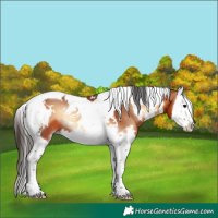 Horse Color:White Spotted Bay Onyx Splash Tobiano