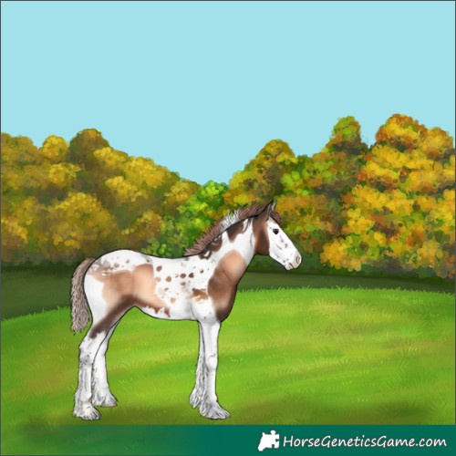 Horse Color:Liver Red Onyx Splash Tobiano