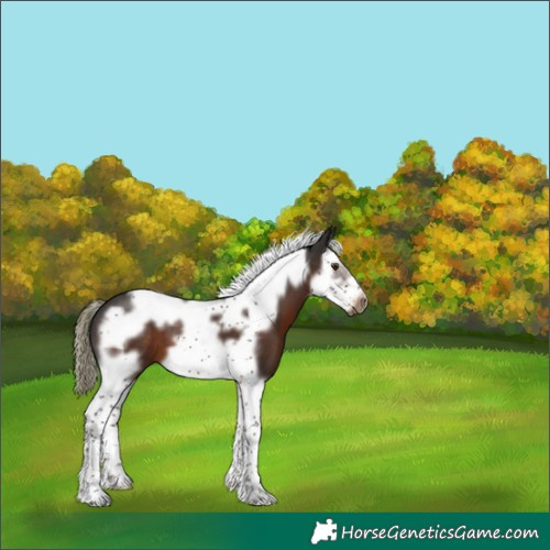 Horse Color:Liver Chestnut Splash Tobiano Frame 