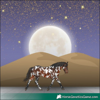 Horse Color:Brown Appaloosa 
