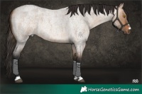Horse Color:Bay Roan Dun 