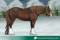 Horse Color:Liver Chestnut and Liver Chestnut
