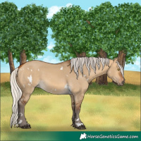 Horse Color:White Spotted Silver Buckskin Dun Rabicano