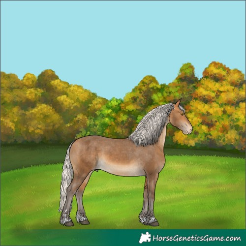 Horse Color:Silver Buckskin Appaloosa 