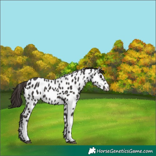 Horse Color:Liver Chestnut Tobiano Appaloosa 