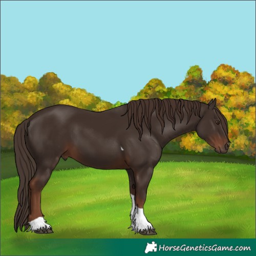 Horse Color:Liver Chestnut Tobiano 