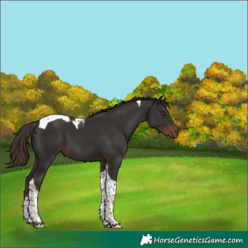 Horse Color:Liver Chestnut Tobiano 