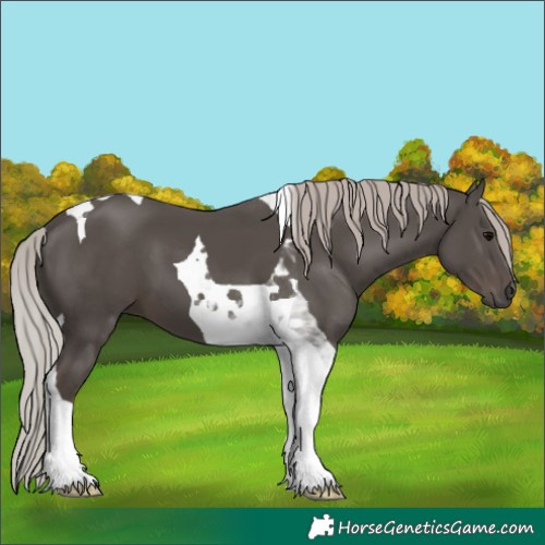 Horse Color:Silver Black Tobiano 