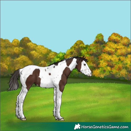 Horse Color:Liver Chestnut Splash Tobiano 