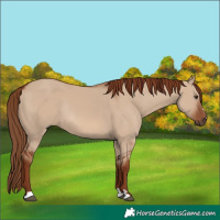Horse Color:Red Dun Rabicano 