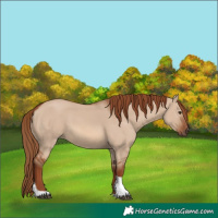 Horse Color:Red Dun Tobiano Rabicano