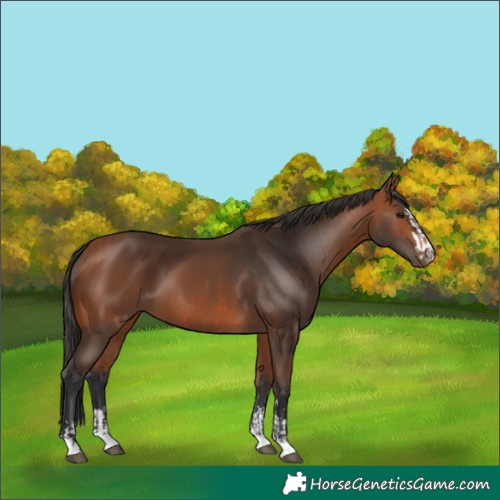 Horse Color:Bay  and Bay 
