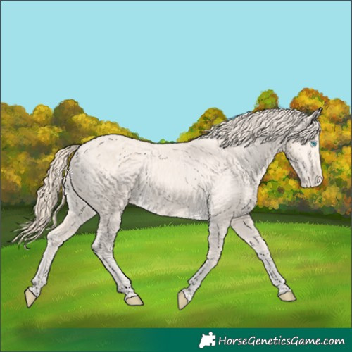 Horse Color:Perlino Appaloosa 