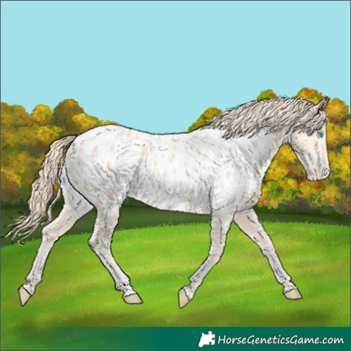 Horse Color:Perlino Near Leopard 