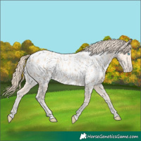 Horse Color:Perlino Near Leopard 