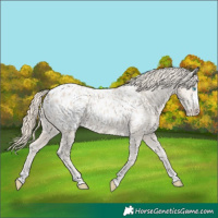 Horse Color:Smoky Creme Appaloosa 