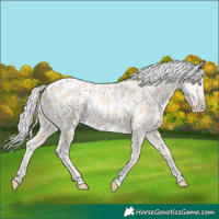 Horse Color:Cremello Near Leopard 