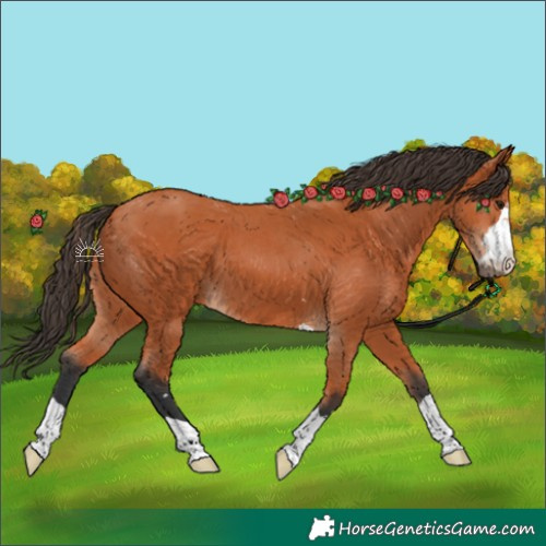 Horse Color:Bay 