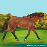Horse Color:Bay 