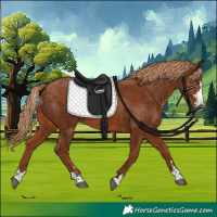 Horse Color:Chestnut 