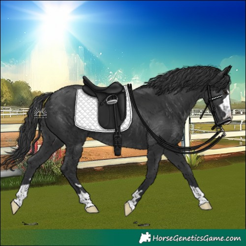 Horse Color:Black 