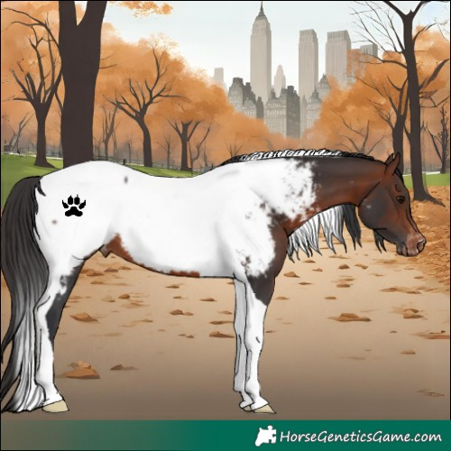 Horse Color:Brown Tobiano Appaloosa 