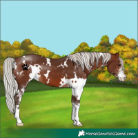 Horse Color:White Spotted Silver Brown Sabino