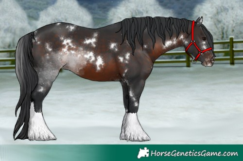 Horse Color:White Spotted Brown Tobiano Appaloosa 