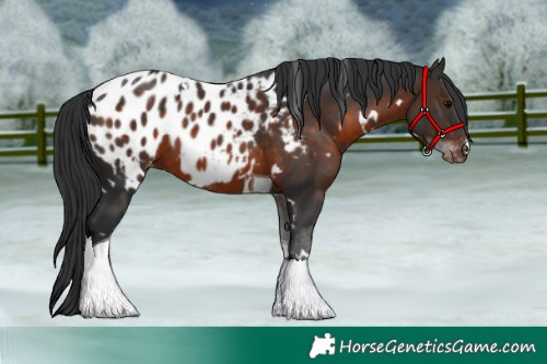 Horse Color:White Spotted Brown Tobiano Appaloosa 