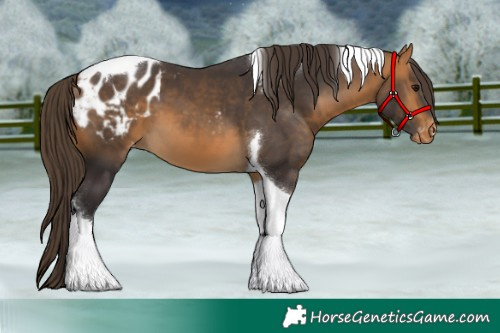 Horse Color:Buckskin Tobiano Appaloosa 