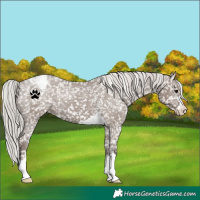 Horse Color:Silver Grullo Appaloosa