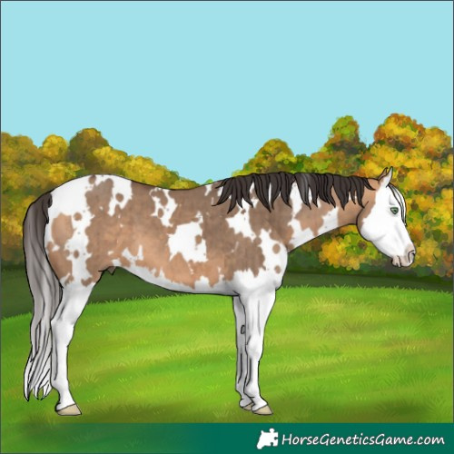 Horse Color:White Spotted Bay Dun Splash Brindle 